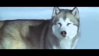 Eight below-Paul Walker (Iridescent)