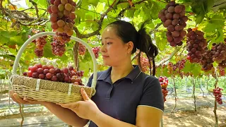 Harvest Vineyard Fruit Goes to the market sell - Gardening | Lý Thị Ca