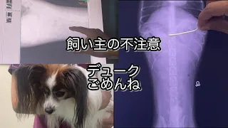 起こってはならないことが起きました。飼い主の不注意です。