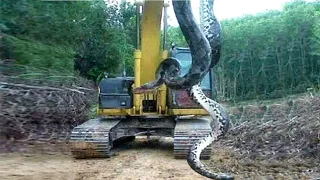 Grabe!! Sobrang Laki Ng Ahas Na Nahuli Nila Sa Gubat!!  ||  Huge Anaconda Pythonn Caught On Camera