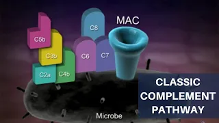 Classic Complement Pathway | Membrane Attack Complex (MAC)