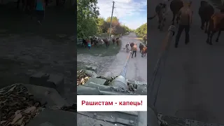 👁️ Такого ви ще не бачили! Батальйон корів!