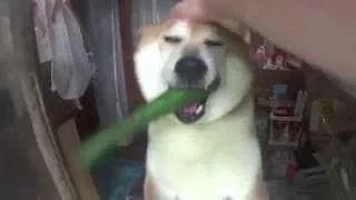 Doge Store Clerk (Shiba)--Shiba Inu In Tokyo