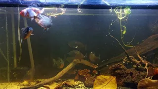 Rare Piranha Feeding Event: Goldfish Releases Eggs