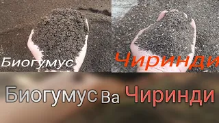 Сифатли Биогуиус ва Чиринди гонгни фаркласа буладими?