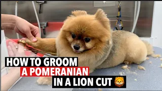 HOW TO GROOM A POMERANIAN IN A LION CUT 🦁