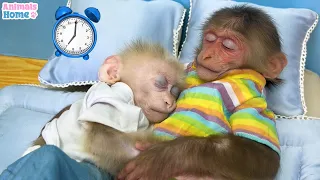 Nanny BiBi helps dad take care of baby monkey Obi