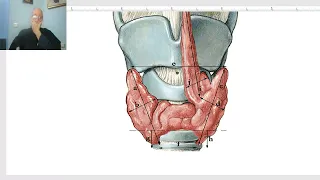 Anatomy of head and neck module in Arabic 61 (Thyroid gland , part 2) , Dr. Wahdan