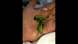 Puss Moth Caterpillars