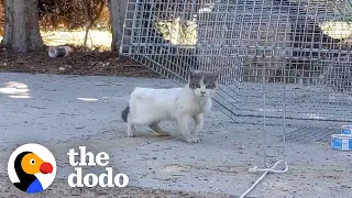 Three-Legged Cat Gets Handmade Sweaters | The Dodo Cat Crazy