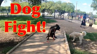 Dog Park Attack!  Innocent Older Dog Victimized While We Train At Dog Park | Honcho