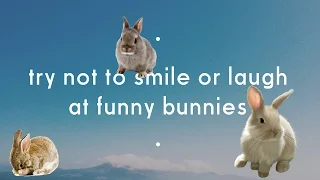 try not to laugh or smile at funny Bunnies