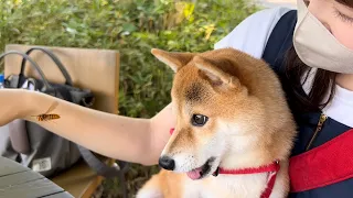 旅行先で大嫌いなスズメバチに襲われて震えが止まらなくなった柴犬