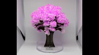 Magic Sakura Tree (Time-Lapse)