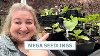 Honest Seedling Update, Mega Successes + Shocking Failures // Cottoverdi