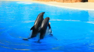 Imagine - New Dolphin Show at Loro Parque (Part 1)