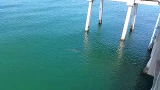 RAW: 10-foot tiger shark at Venice Pier