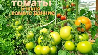 Эти ТОМАТЫ созревают первыми. Раннеспелые сорта.5 июня 2024