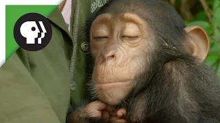 Orphaned Baby Chimp Snuggles with Caregiver