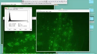 Comparing intensities in different samples using ImageJ