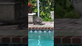 Florida Raccoon vs Iguana