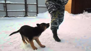 Дрессировка щенка. Щенок немецкой овчарки. Мэй, 2,5 мес.