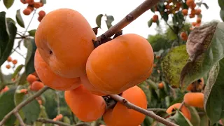 Persimmon Festival, persimmon groves are full of fruits, a feast for the eyes and mouth