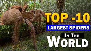 Top 10 Largest Spiders In The World