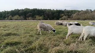 Дорпер. Почему лучшая порода овец.