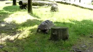 Tortoise race