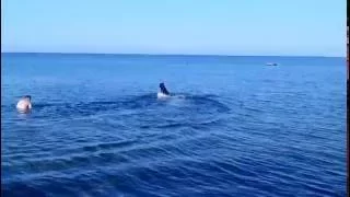 ПрИкОл. Счастливая СОБАКА ПРЫГАЕТ в воде. Happy dog jumping in the water