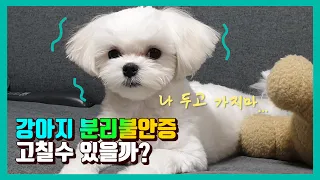 강아지 분리불안 훈련 총정리 Q&A 1편