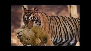 사자 vs 호랑이 큰 전투! Lion vs Tiger Real Fight!