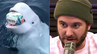 Beluga Whale Plays Fetch & All the Animals Are Dying