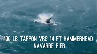 TARPON vs HAMMERHEAD