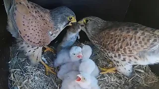 Kestrels Nesting & Raise Chicks (male feeds chicks)