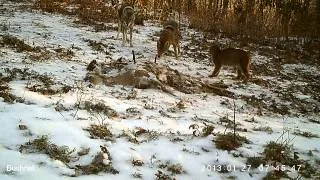 Trail Cam Video: Coyotes Chase Off Bobcat