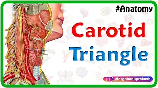 Carotid triangle - Animated Gross anatomy head and neck , medical animation