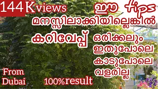 കറിവേപ്പിൻ തൈ കാടു പോലെ  വളരാനുള്ള tips പിടിച്ചോളീ | Tips to grow Curry leaves plant like This ✌️