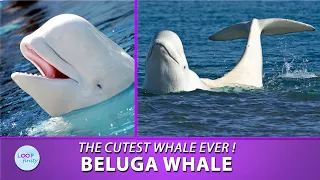 Beluga - the Cutest Whale Ever