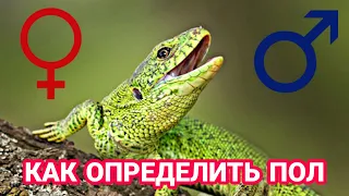 КАК ОПРЕДЕЛИТЬ ПОЛ У ПРЫТКОЙ ЯЩЕРИЦЫ! ОПРЕДЕЛЕНИЕ ПОЛА У ПРЫТКОЙ ЯЩЕРИЦЫ! DAZE