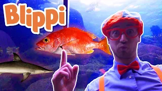 Blippi Deutsch - Blippi besucht ein Aquarium (Ody Aquarium) | Abenteuer und Videos für Kinder