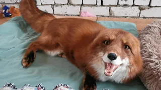 Alf the Fox loves to play