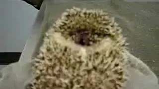 Hedgehog crying