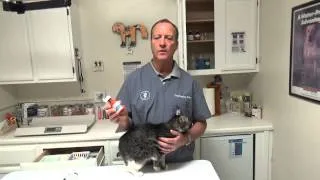 Glowing Ringworm in a Cat