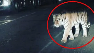 The tigress blocked the highway. Having learned the reason, People could not believe their eyes!