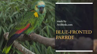 Blue-Fronted Parrot (Blue-Fronted/Turquoise-Fronted Amazon/Parrot) [Amazona Aestiva]