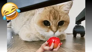 Funny Animals 2024 🤣 | Cat And Dog  Funny Video 🐱🐕 | Funny Animals Video Series  Part 31 #funnycats