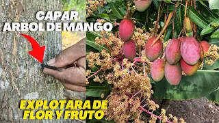 No da Frutos ni Florea debes Capar tu árbol de Mango para que explote de Flor y Frutos