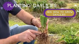 PLANTING DAYLILIES | How to plant daylilies